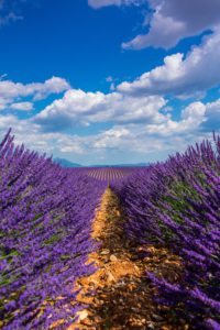 remi-antunes-1291536-unsplash Natural beauty